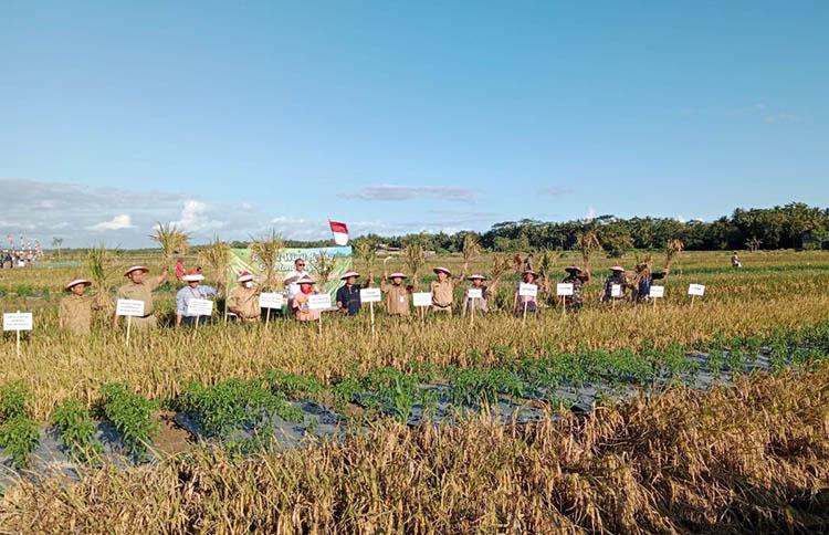 Imbangi Alih Fungsi Lahan, Pemkab Kulonprogo Target Cetak 35 Hektare Sawah Baru