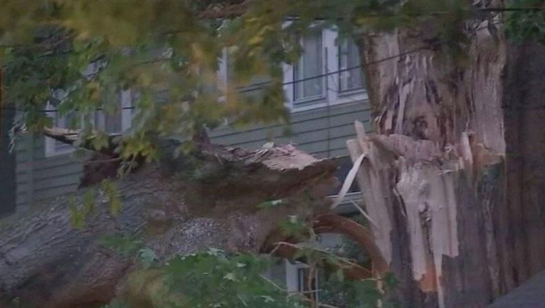 Waduh! Pohon Tua Ratusan Tahun Tiba-Tiba Meledak, kok Bisa?