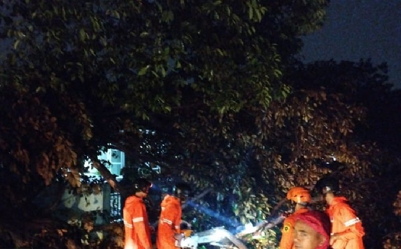 Hujan Angin, Sejumlah Pohon di Cibinong Bogor Tumbang
