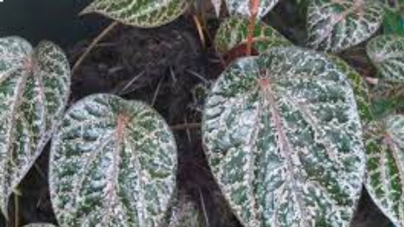 5 Manfaat Daun Sirih Merah, Nomor 3 Bisa Mencegah Diabetes