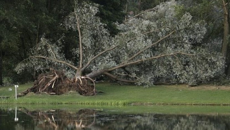 2 Pohon Tumbang akibat Diterjang Badai, 5 Orang Tewas 