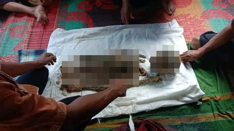 Diduga Dimangsa Harimau, Lansia di Tapsel Ditemukan Tinggal Tulang Usai Sepekan Hilang