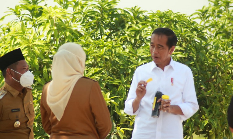 Canangkan Food Estate Berbasis Mangga di Gresik, Jokowi: 3 Bulan Panen dan Ekspor 