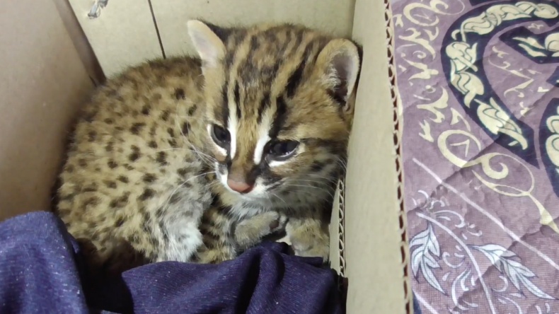 Heroik! Warga Agam Selamatkan Anak Kucing Hutan dari Serangan Anjing Liar