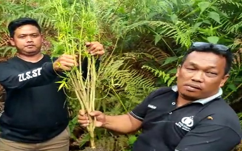 Bikin Ngelus Dada, Petani Kopi di Lahat Tanam Ganja karena Sakit Hati dengan Teman