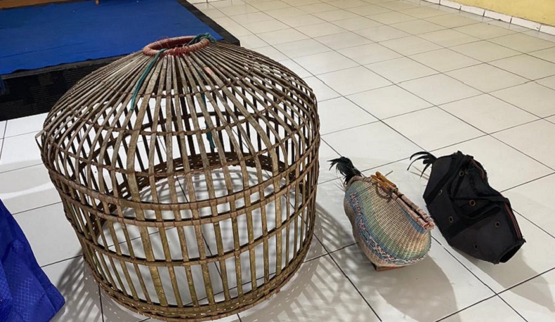 Polisi Gerebek Judi Sabung Ayam di Tangerang, 3 Orang hingga 11 Motor Diamankan