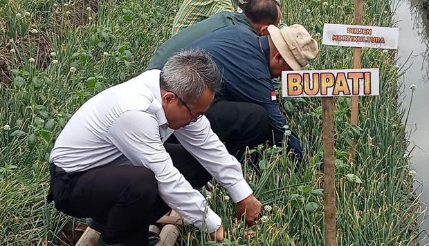 Produksi Bawang Merah di Bantul 2022 Diperkirakan Capai 14.000 Ton