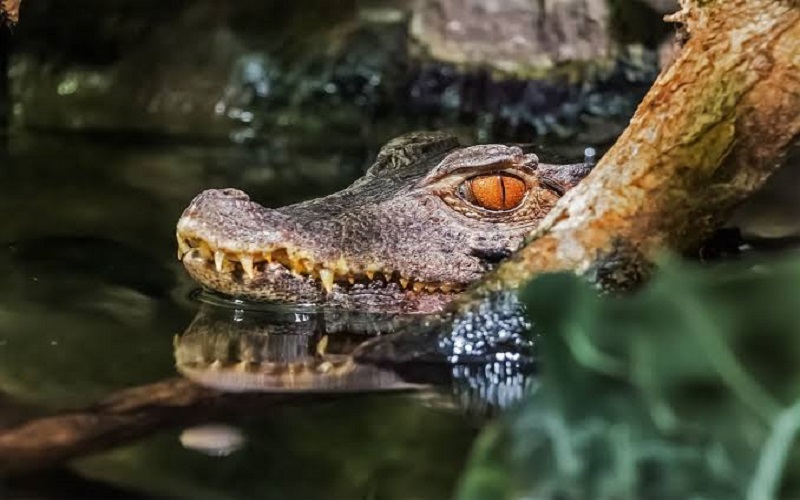 Misteri Buaya Kuning di Kalimantan, Punya Kekuatan Sakti hingga Jadi Penjaga Suku Dayak