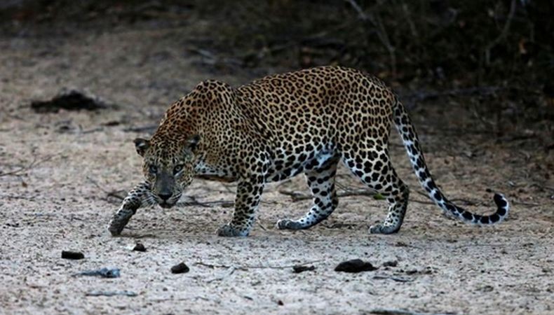 Bernyali, Pria Ini Nekat Duel dengan Macan Tutul karena Tak Terima Diserang