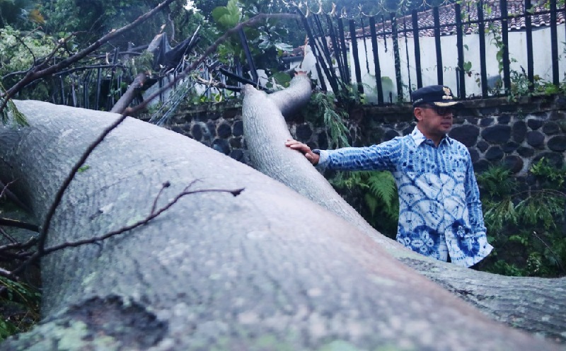 Hujan Angin di Kota Bogor Sebabkan 9 Pohon Tumbang