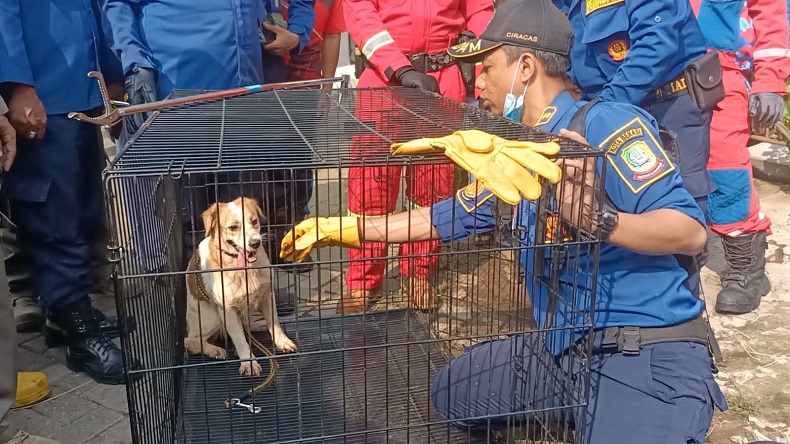 Ditinggal Pemiliknya, 15 Anjing Dievakuasi Damkar dari Rumah di Bekasi