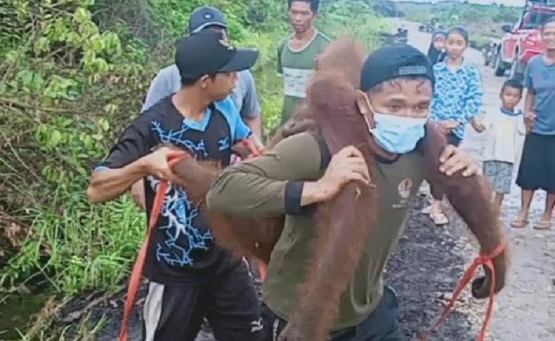 2 Orang Utan Terkena Tembakan Ditemukan di Permukiman, Peluru Bersarang di Pinggul
