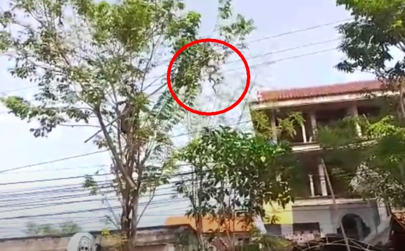  Ular Piton Ini Gelantungan di Pohon Angsana Bikin Macet Jalan Raya di Bangkalan