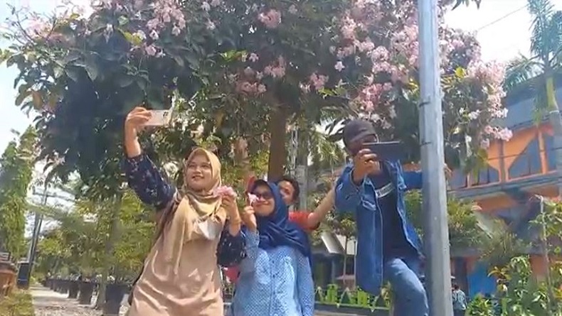 Bunga Tabebuya Bermekaran di Kota Blora, Jadi Tempat Swafoto Kaum Milenial