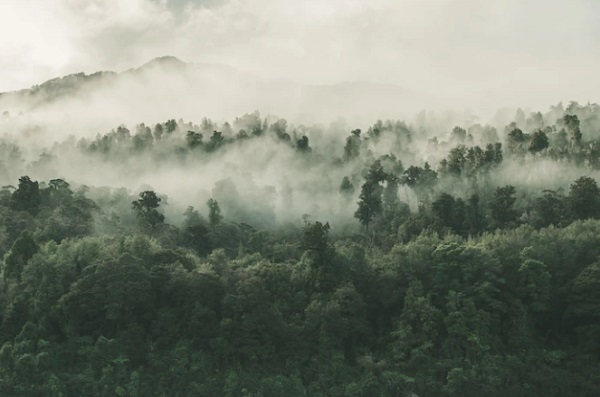Keanekaragaman Hayati: Pengertian, Tingkatan dan Manfaatnya