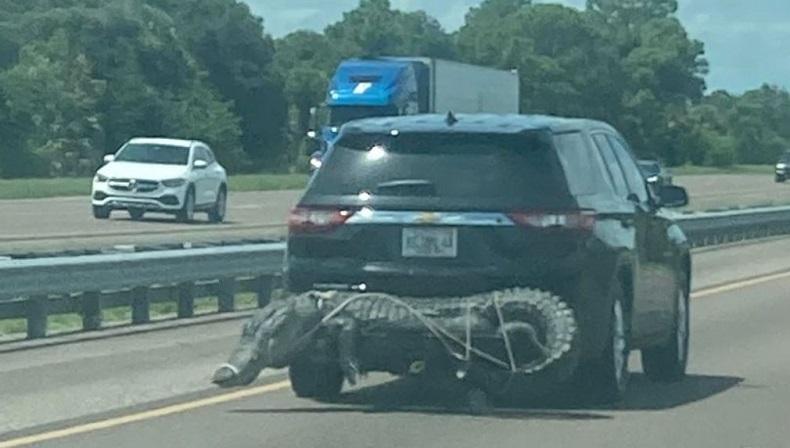 Bikin Kaget, Buaya 3 Meter Diikat di Belakang Mobil yang Melintas di Jalan Tol