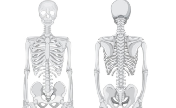 9 Fungsi Rangka pada Manusia dan Bagian-bagiannya