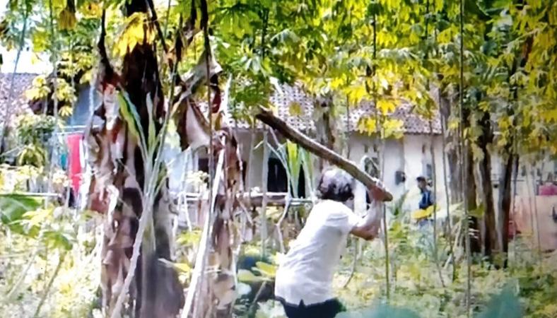 Viral Babi Hutan Masuk ke Permukiman dan Seruduk Warga di Banjarnegara