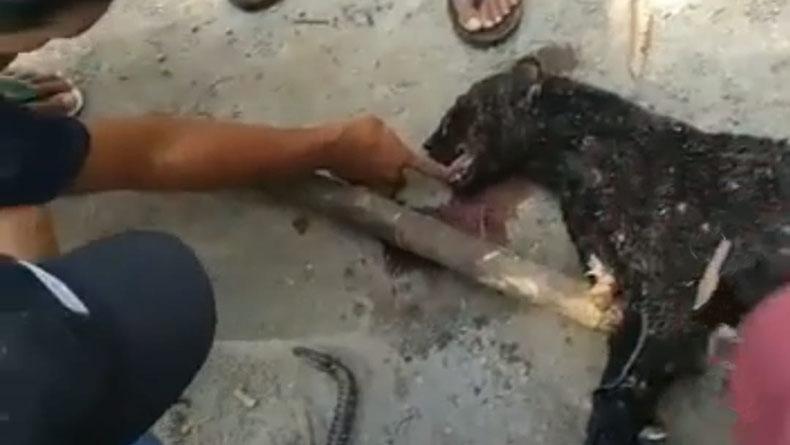 3 Petani Tegalmanggung Sumedang Diterkam Macan Kumbang di Kaki Gunung Kareumbi