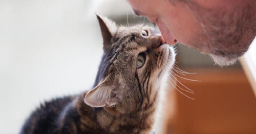 Rekomendasi Nama Kucing Betina, Coba Generator Ini jika Bingung!