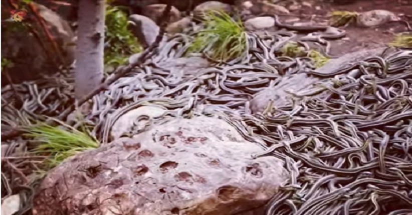 Misteri Pulau Paling Menakutkan di NTB, Dijaga Ribuan Ular Belang dan Hitam Putih