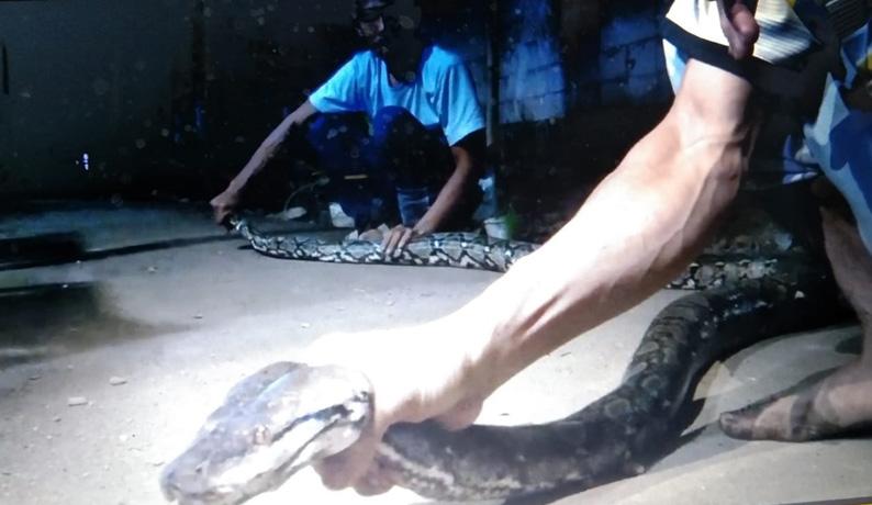  Menegangkan, Evakuasi Ular Piton 3 Meter Masuk Permukiman Warga di Jepara