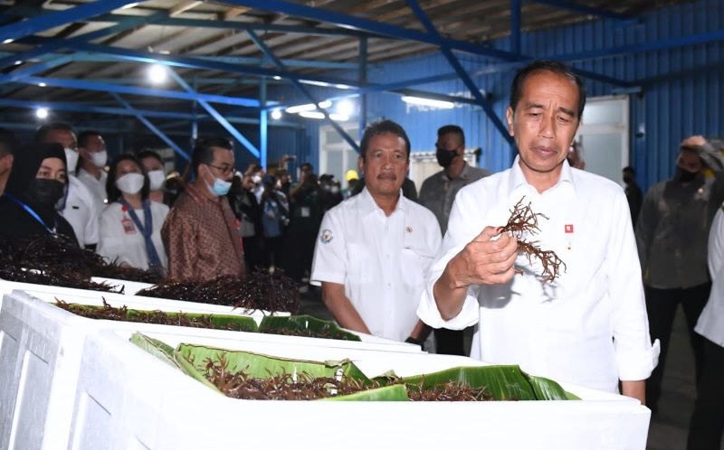Berbincang Dengan Jokowi, Pembudi Daya Rumput Laut Bersyukur Pekerjaannya Menjanjikan