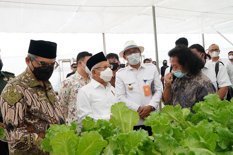 Turunkan Risiko Gagal Panen Wapres Dorong Pengembangan Pertanian