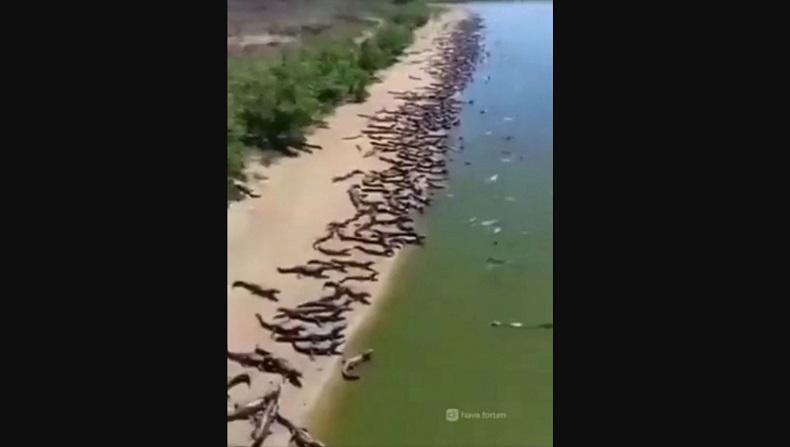 Merinding, Wilayah Mirip Pantai Ini Didatangi Ribuan Buaya untuk Berjemur