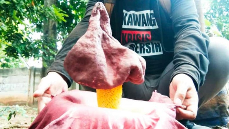 Bunga Bangkai Tumbuh di Cikarang Bekasi, Warga Heboh hingga Berfoto Ria