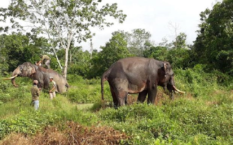 Masuk ke Kebun, Gajah Liar Rusak dan Injak-Injak Tanaman Sawit Warga