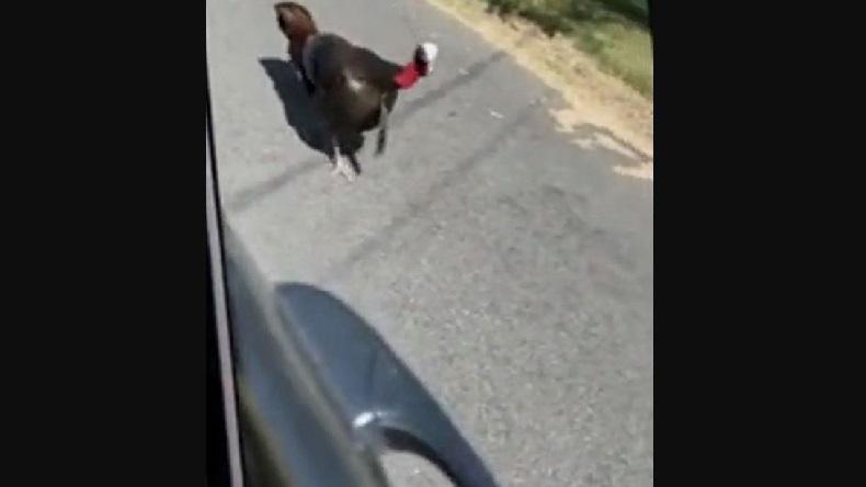 Kocak! Sejumlah Kalkun Kejar Warga hingga Rusak Mobil