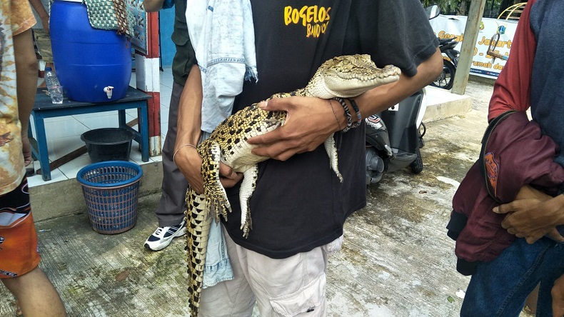 Viral Remaja Pelaku Tawuran di Duren Sawit Bawa Buaya Kecil, Ini Penampakannya