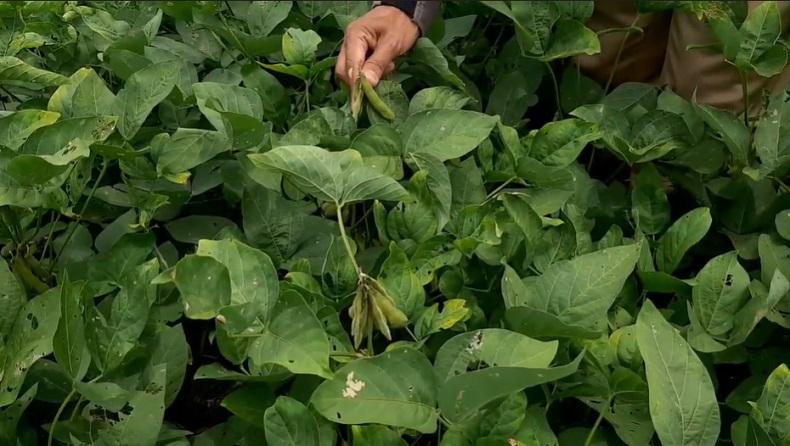 Tarif Impor Komoditas Pangan Rendah, Petani Lokal Tambah Susah 