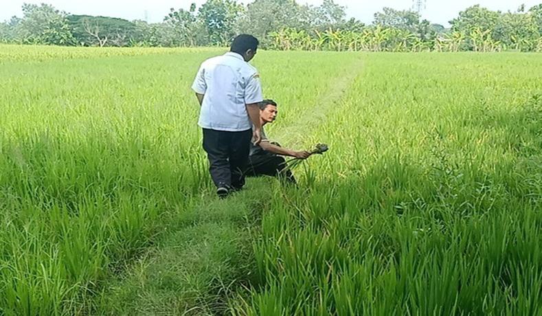 Puluhan Hektare Tanaman Padi di Sragen Terancam Gagal Panen, Ini Penyebabnya