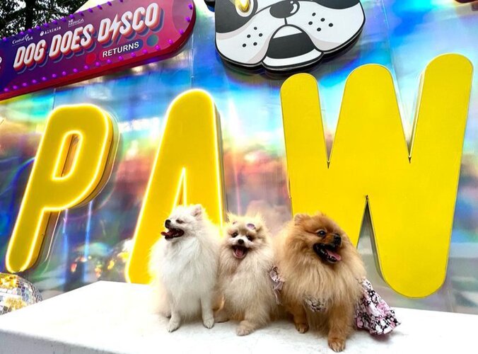 Seru, Central Park Mall Kembali Gelar Dog Does Disco Returns!