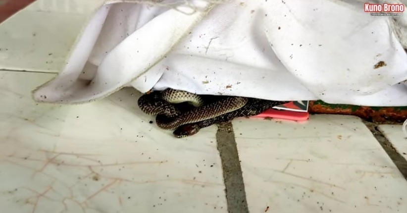 Ngeri, Makam Kuno Misterius di Tengah Hutan Ini Dijaga Sepasang Ular Hitam