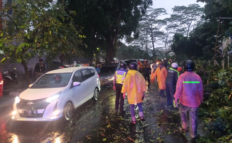 Bogor Hujan Angin, 1 Pemotor di Jalan Paledang Luka-Luka Tertimpa Pohon Tumbang