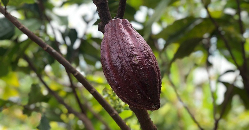 Mengenal Asal Usul Cokelat di Perkebunan Pinrang, Ada Sejarah yang Perlu Diketahui!