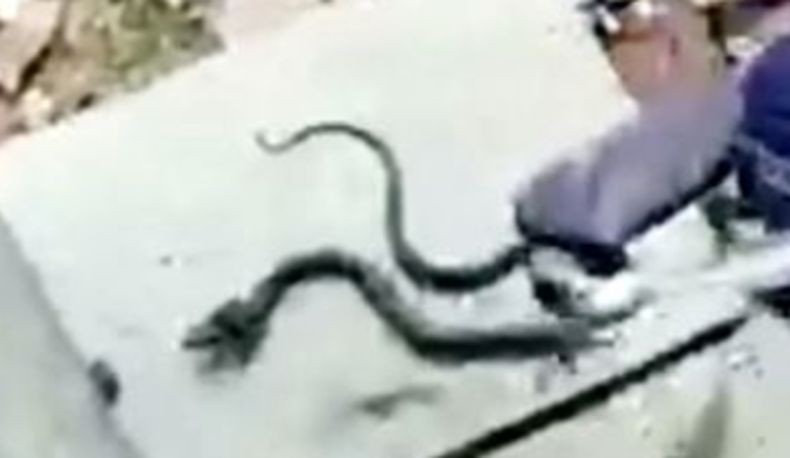 Viral, Ular Kobra Masuk Tas Sekolah Siswa Bikin Panik Kelas 