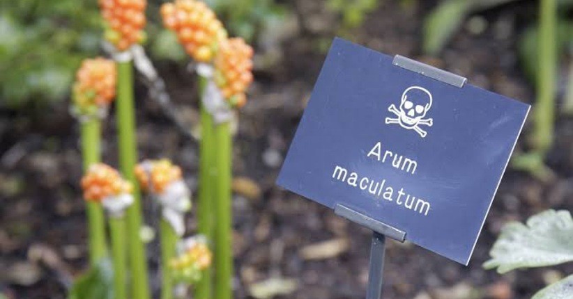 Pernah Dengar Taman Paling Beracun di Dunia? Ngeri, Dalamnya Ada Tanaman Mematikan 