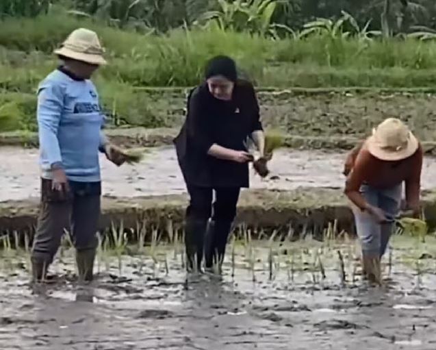 Gaya Puan Turun ke Sawah Tanam Padi di Bali Bikin Heboh Petani, Ini Sebabnya