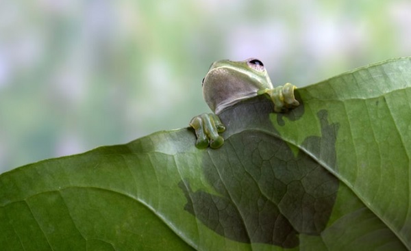 Sistem Gerak pada Hewan Darat, Air dan Udara Lengkap