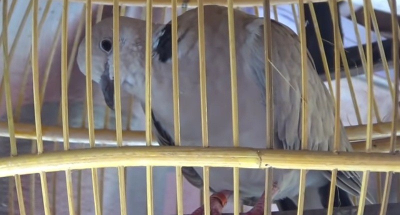 Mitos Burung Puter si Pembawa Rezeki, Terutama yang Mata Merah Wajib Dimiliki!