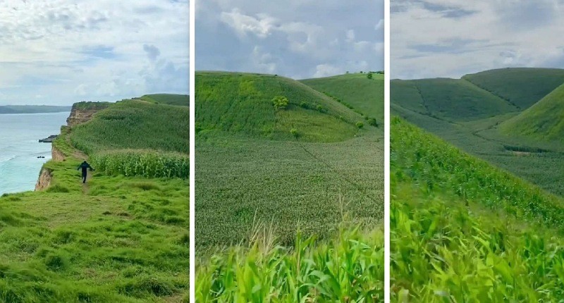 Pesona Pantai Ekas di Lombok, Pasir Putih dan Hamparan Rumput Hijau Layaknya Surga Tersembunyi 