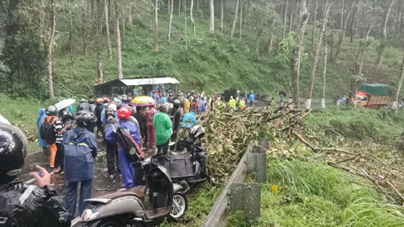 Pohon Tumbang Timpa Minibus dan Motor di Malang, 1 Orang Tewas