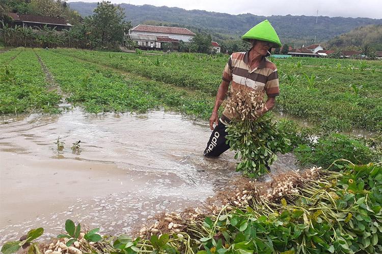 Ratusan Hektare Tanaman Bawang Merah hingga Jagung di Bantul Terendam Air