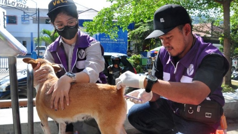 Kasus Rabies di Gorontalo Capai 429 Kasus dalam 7 Bulan