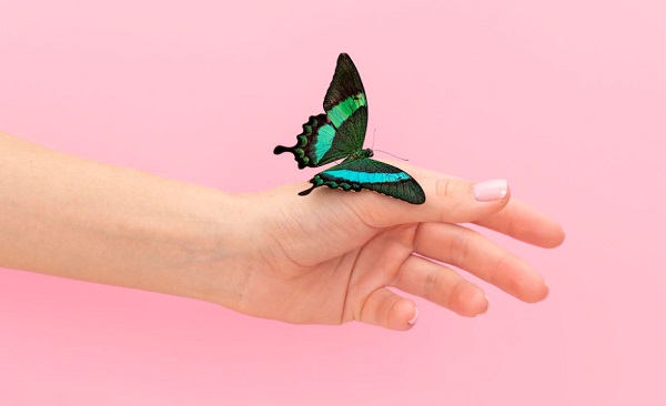 Metamorfosis Kupu-Kupu, Ini Prosesnya dari Telur hingga Sempurna 