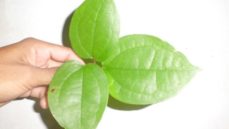 Manfaat Daun Bungkus Papua, Paling Populer untuk Memperbesar Alat Vital 